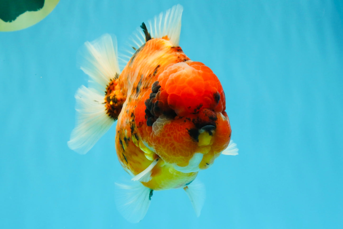 SUPER AAA Grade Godzilla Tiger Yuanbao Male 6.5 inches #022026YB_01