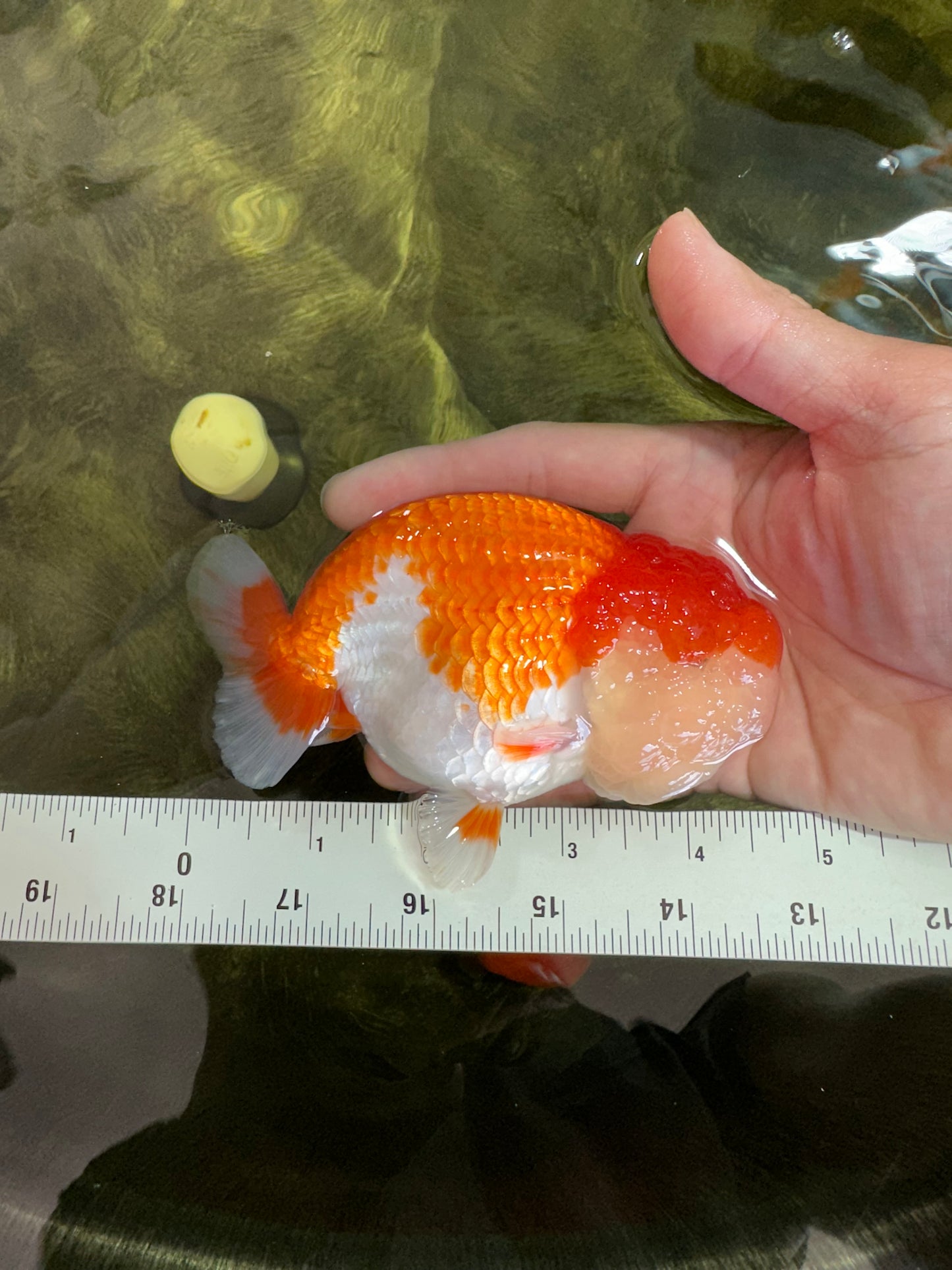 AAA Grade TOP Red White LionKing 4.5 inches #051625LC_37