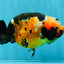 Chinese Tricolor Ranchu Male 5.5 inches #041026RC_20
