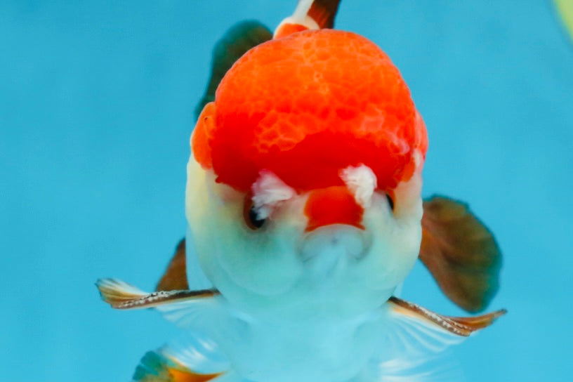 A Grade Pompom Tricolor Yuanbao Male 4 inches #071125YB_17