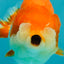 A Grade Red White LionQueen 4-4.5 inches #081426LC_18