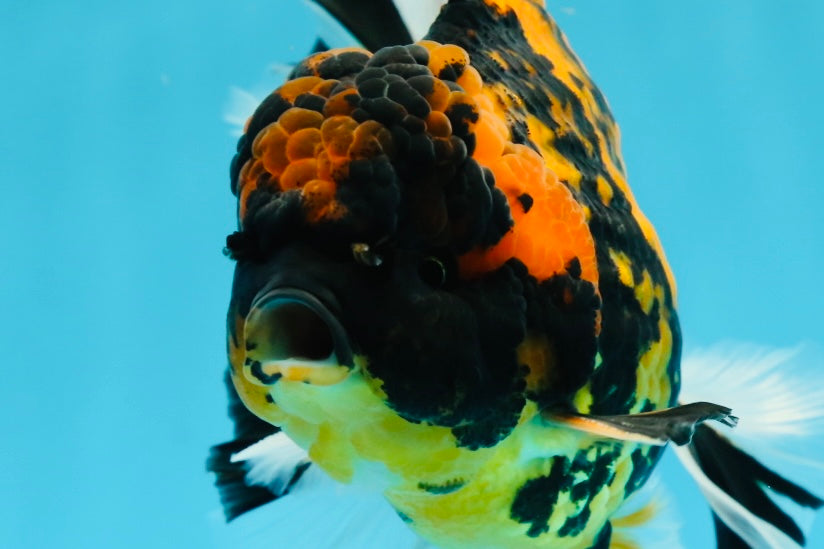 Tigre joven Godzilla Oranda macho de 5,5 pulgadas de grado de exhibición #0614OR_25