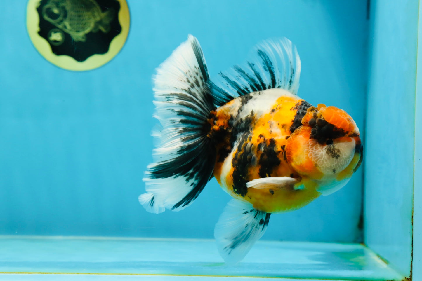 A Grade Ink Tiger Oranda Male 5-5.5 inches #050925OR_49