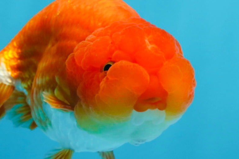 A Grade CHUBBY Red White LionKing 4.5 inches #072525LC_03