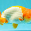 Red White Lionchu Male 4.5-5 Inches #100226LC_19