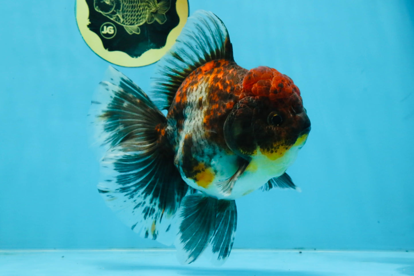 A Grade Kirin Oranda Female 6 inches #110725OR_03