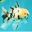 AAA Grade White Tiger Oranda Male 5.5 inches #062626OR_35