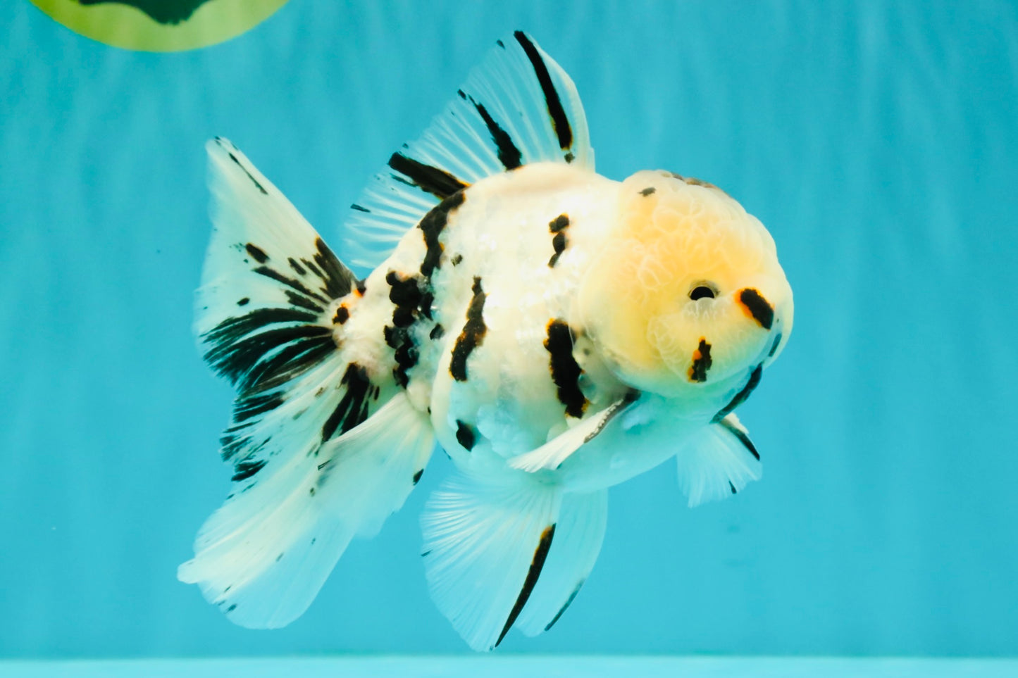 AAA Grade White Tiger Oranda Male 5.5 inches #062626OR_35