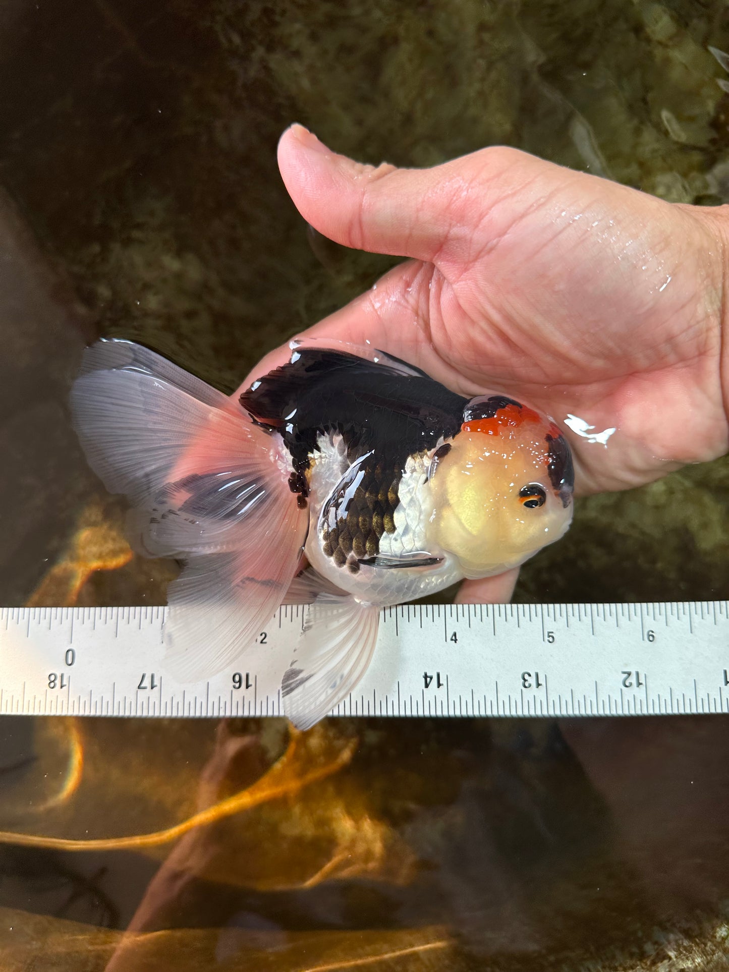 A Grade Tricolor Oranda Female 5 inches #080125OR_32