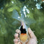 A Grade Tricolor Oranda Female 6 inches #112924OR_12