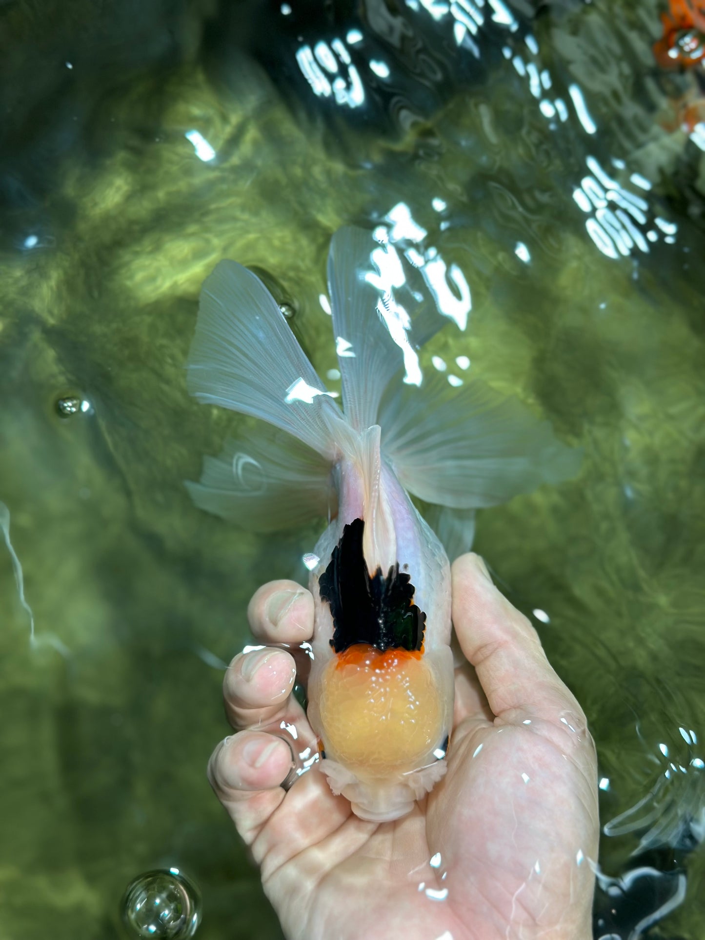 A Grade Tricolor Oranda Female 6 inches #112924OR_12