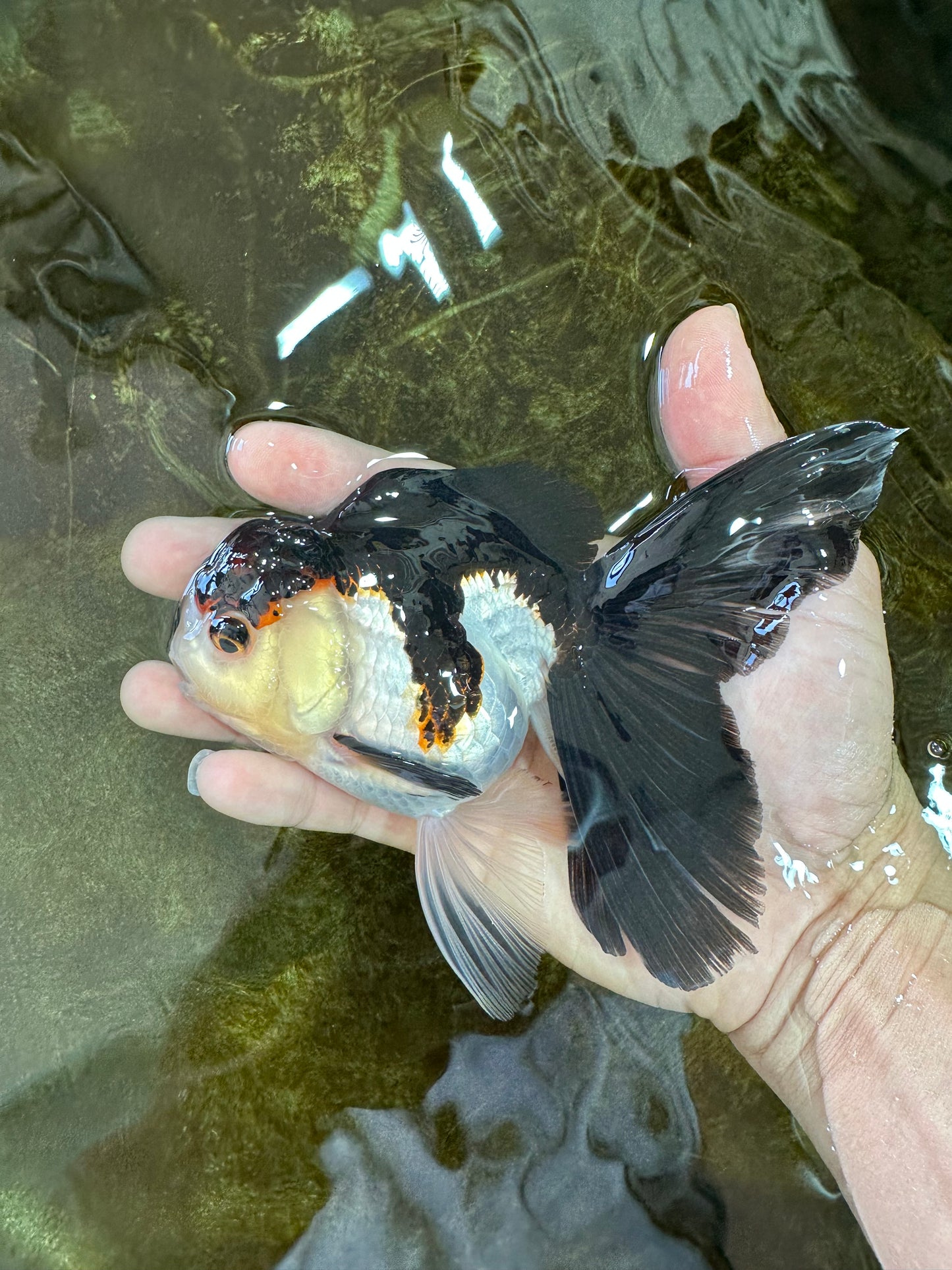 A Grade Tricolor Oranda Female 5-5.5 inches #070425OR_21