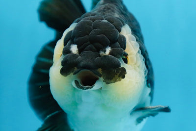 AAA Grade Panda Yuanbao Male 6 inches #091225YB_01