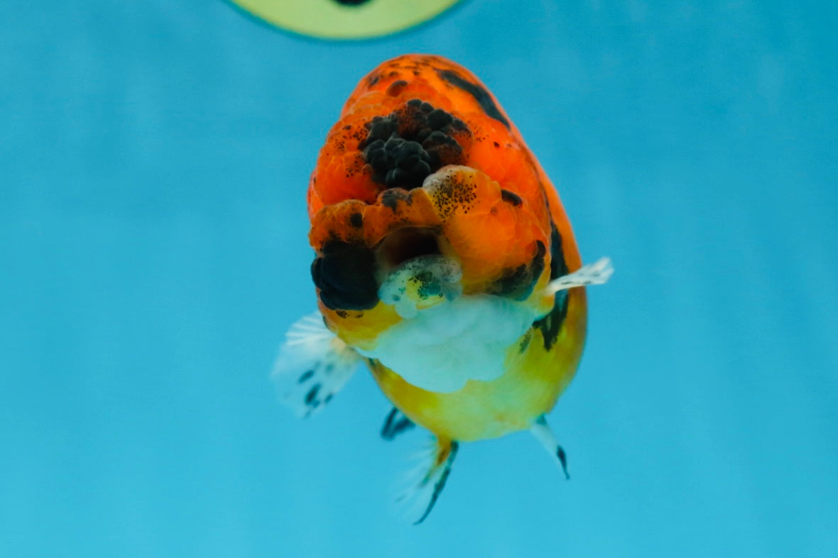 AAA Grade Tiger LionQueen 4.5 inches #051625LC_02