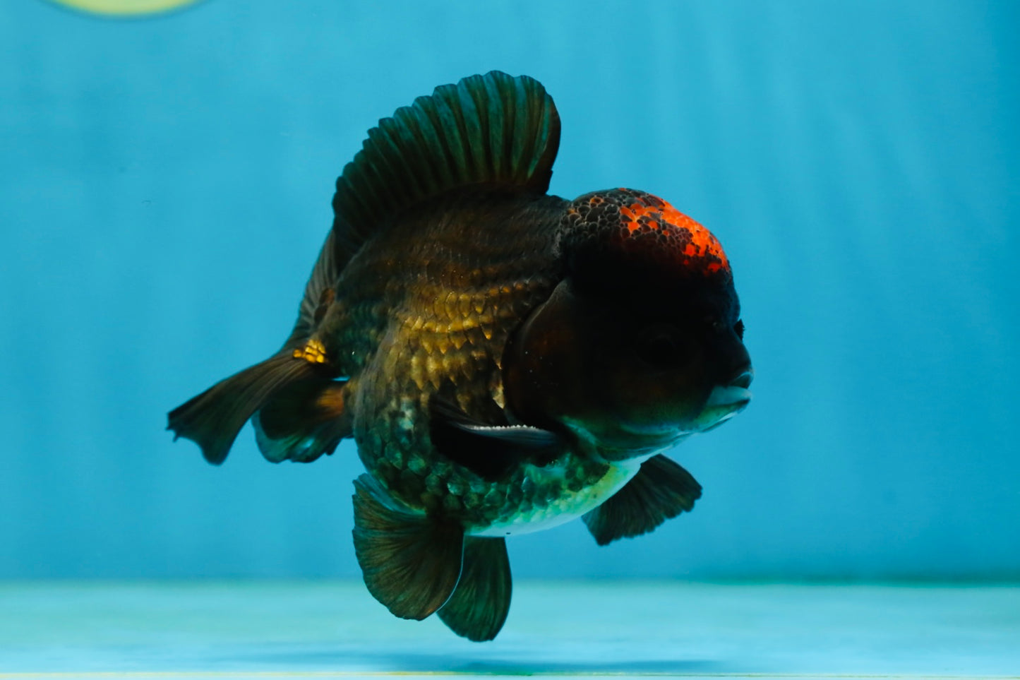 A Grade Lava Tricolor Yuanbao Male 4  inches #062725YB_09