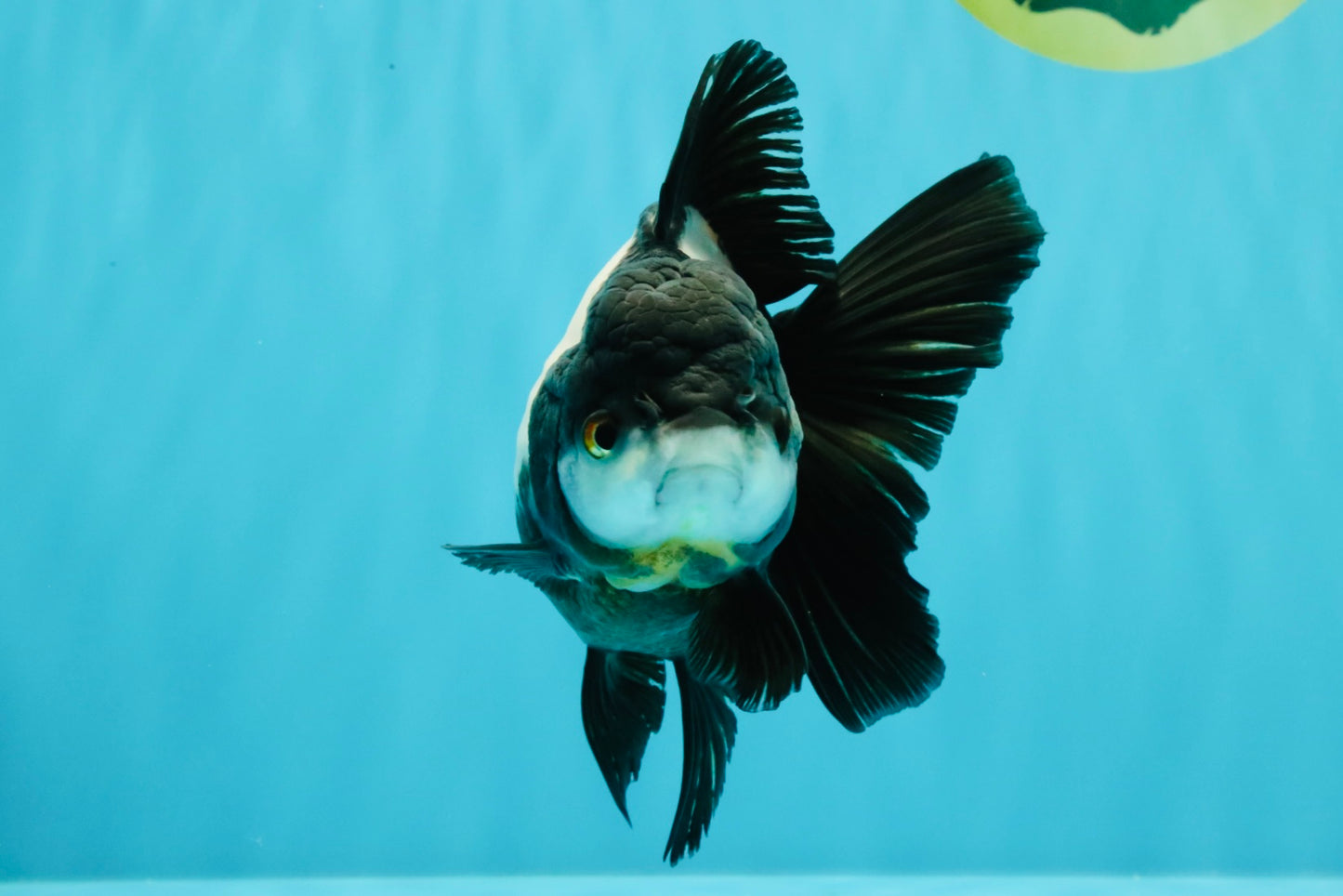 ROYAL A Grade Panda Oranda Female 5.5-6 inches #031326OR_24