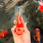 A Grade Red White Oranda Female 5.5 inches #061926OR_13