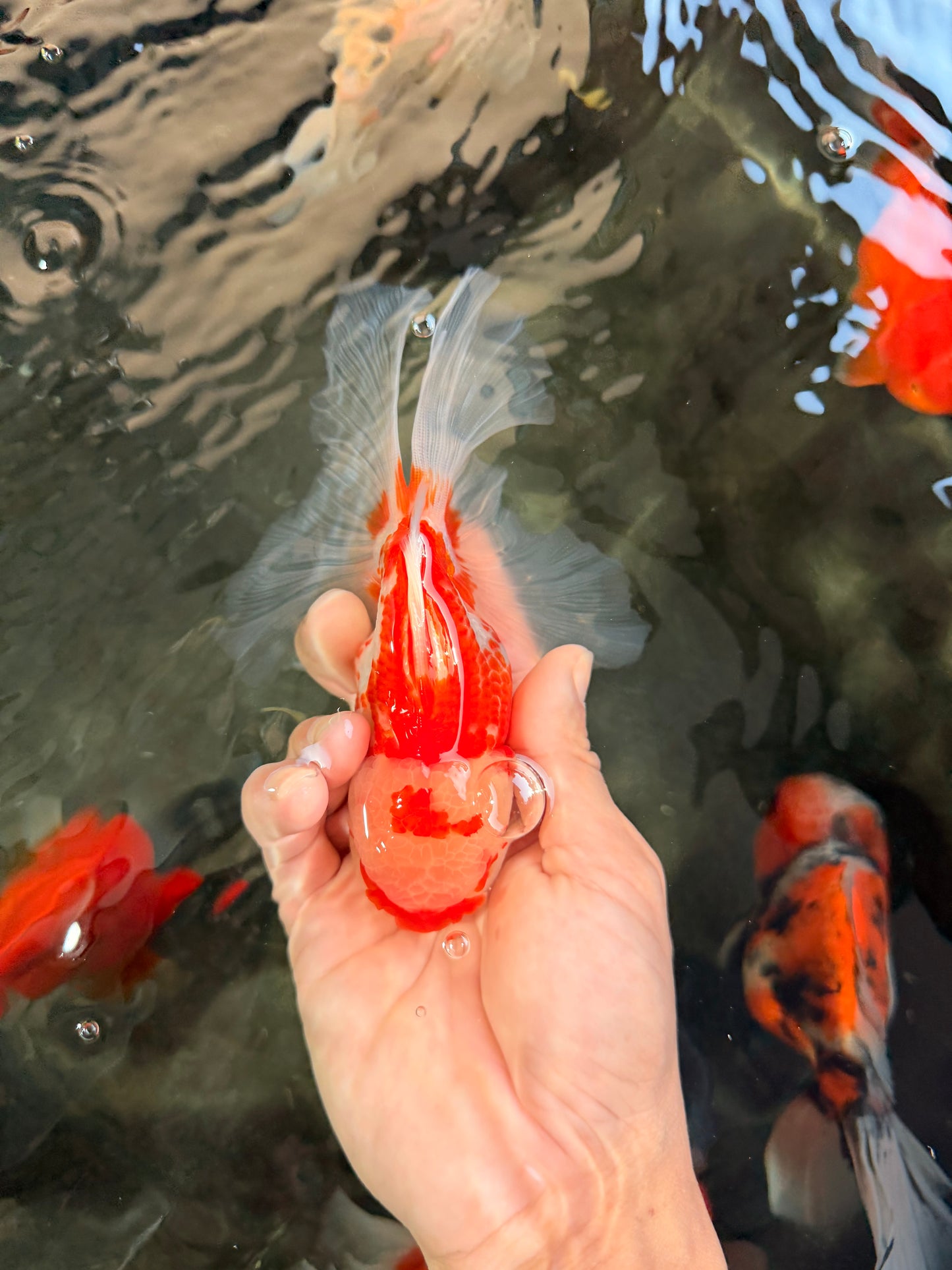 A Grade Red White Oranda Female 5.5 inches #061926OR_13