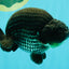 CHUBBY AAA Grade Platinum Black Blue Ranchu Male 5 inches #062626RC_09