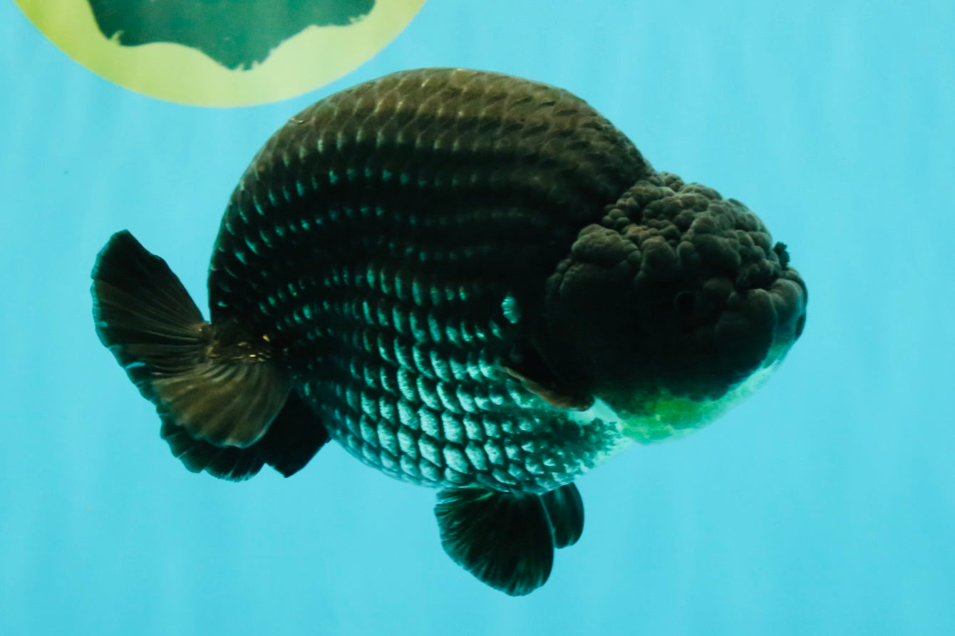 CHUBBY AAA Grade Platinum Black Blue Ranchu Male 5 inches #062626RC_09