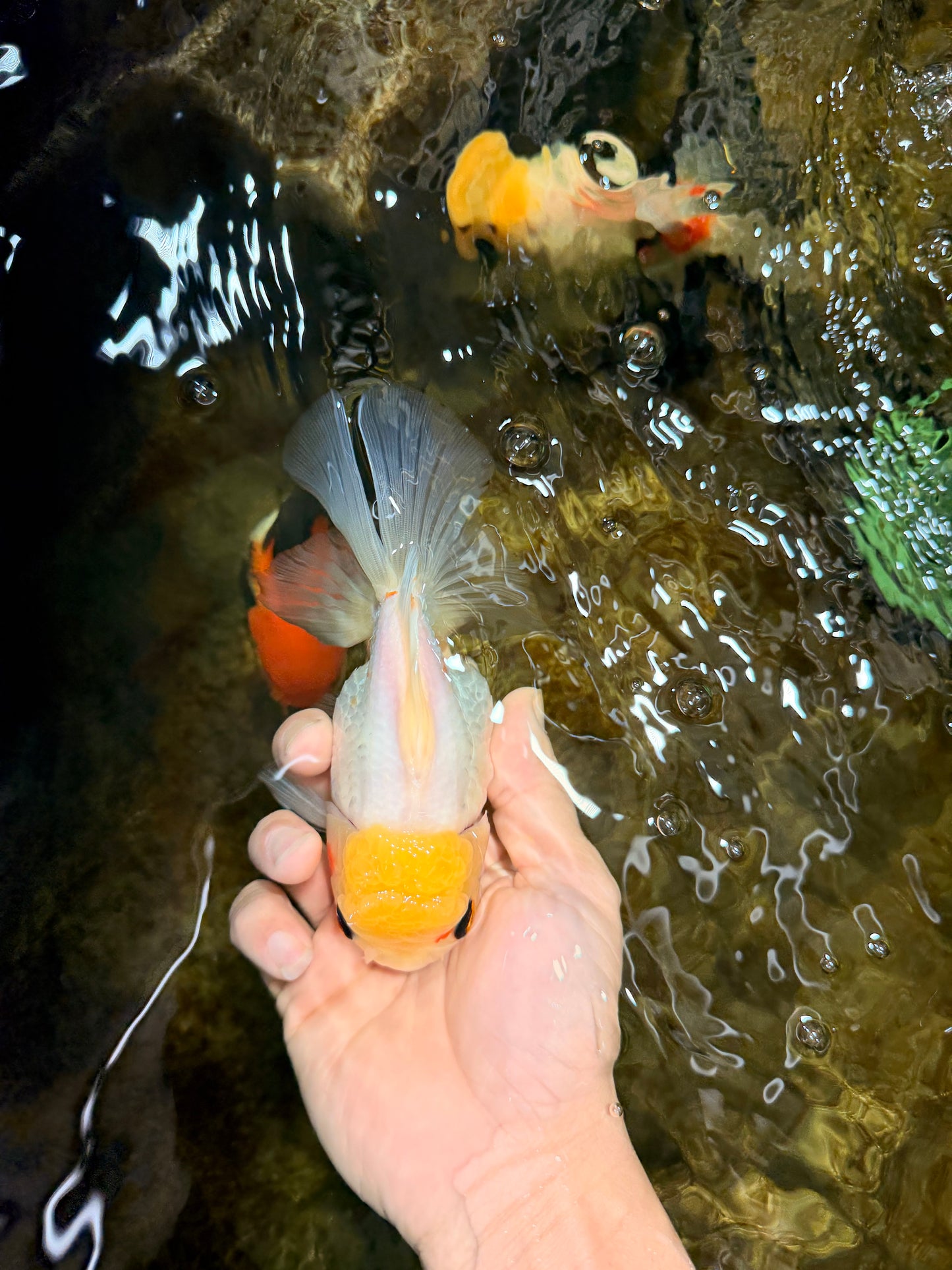 White Oranda Female 5.5 inches #111425OR_14