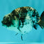 AAA Grade White Tiger Ranchu Female 4.5 inches #071726RC_09