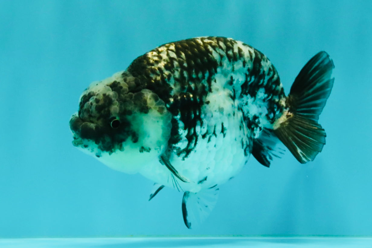 AAA Grade White Tiger Ranchu Female 4.5 inches #071726RC_09