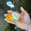 A Grade White Oranda Female 5 inches #062725OR_25