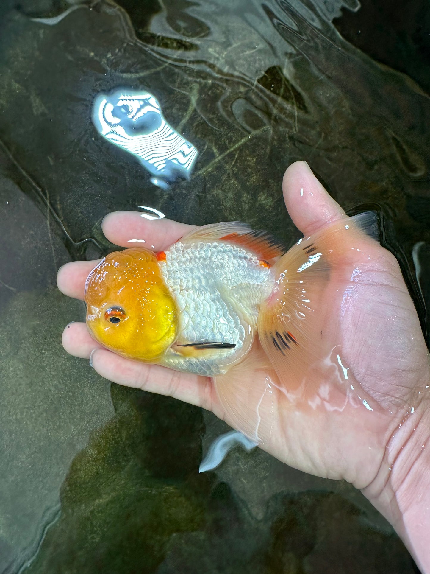 A Grade White Oranda Female 5 inches #062725OR_25