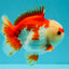 SUPER CUTE A Grade Red White Yuanbao Male 5-5.5 inches #041726YB_16