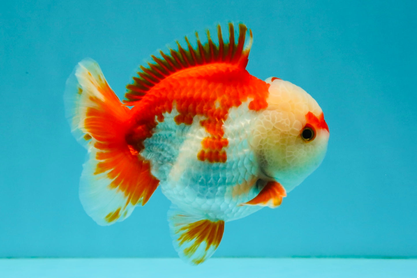 SUPER CUTE A Grade Red White Yuanbao Male 5-5.5 inches #041726YB_16