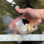 A Grade Tricolor Oranda Female 6 inches #112924OR_12