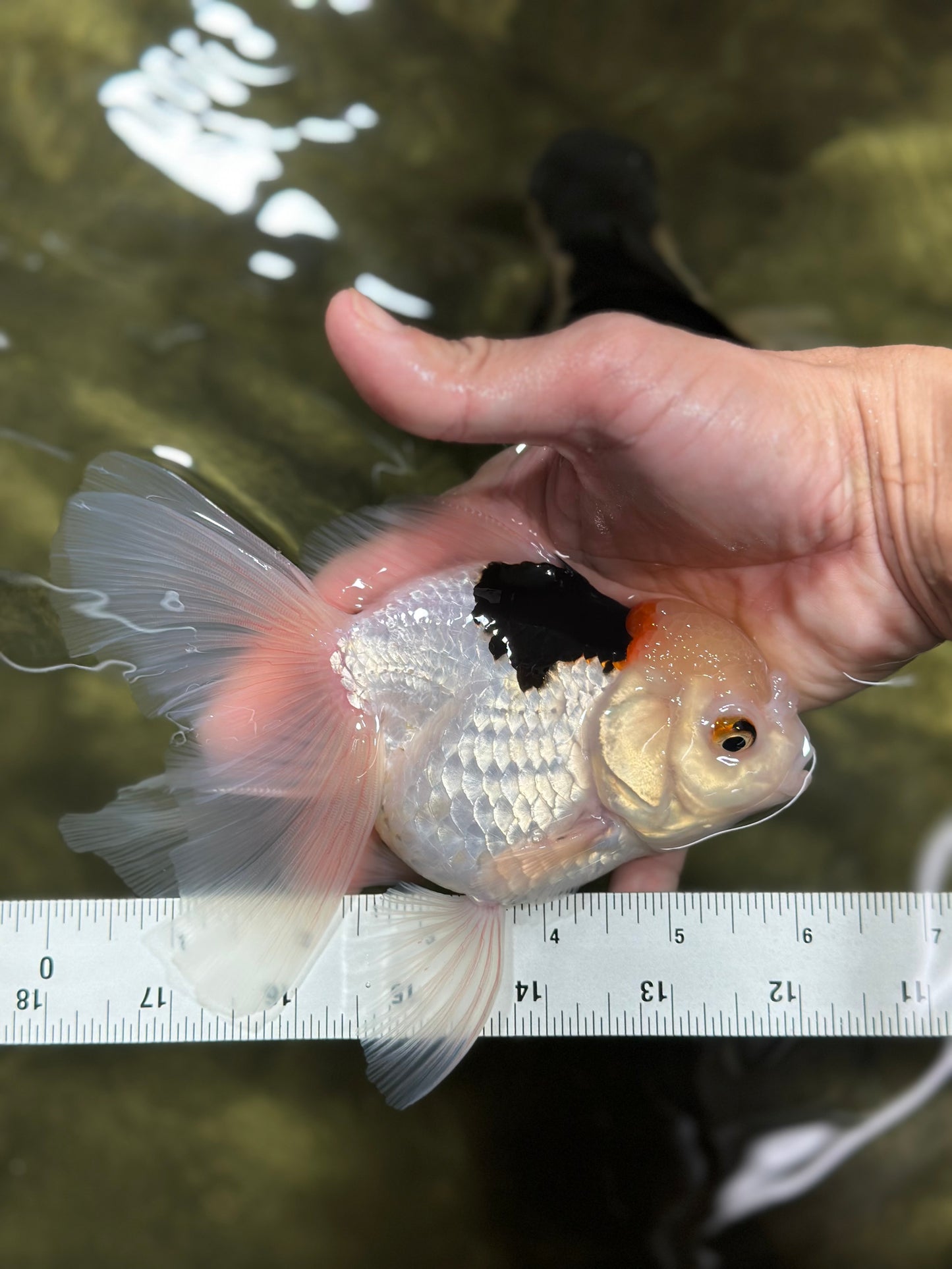 A Grade Tricolor Oranda Female 6 inches #112924OR_12