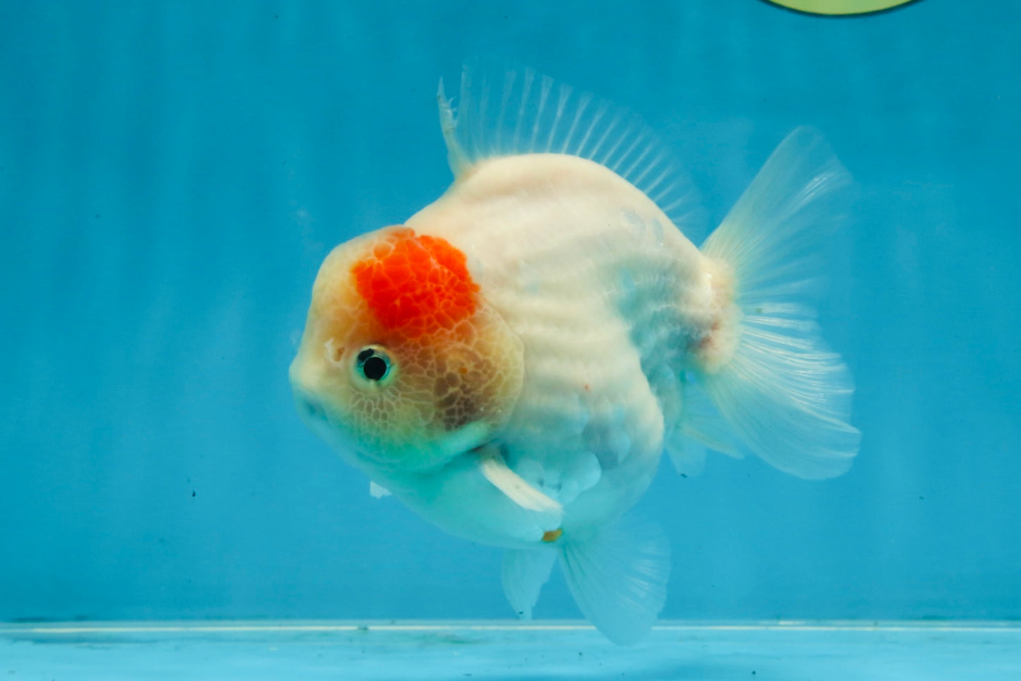 A Grade Sakura Yuanbao Male 4.5 inches #103125YB_01