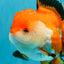 A Grade Tricolor Oranda Female 5-5.5 inches #030626OR_29