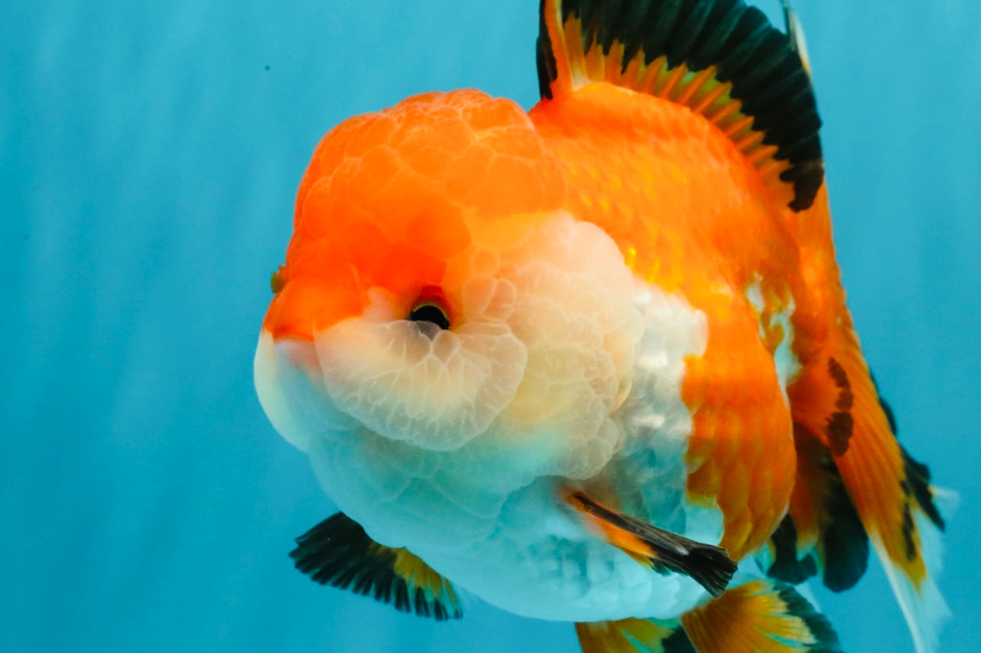A Grade Tricolor Oranda Female 5-5.5 inches #030626OR_29
