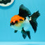 A Grade Cherry Head Tricolor Oranda Female 4.5-5 inches #0614OR_22