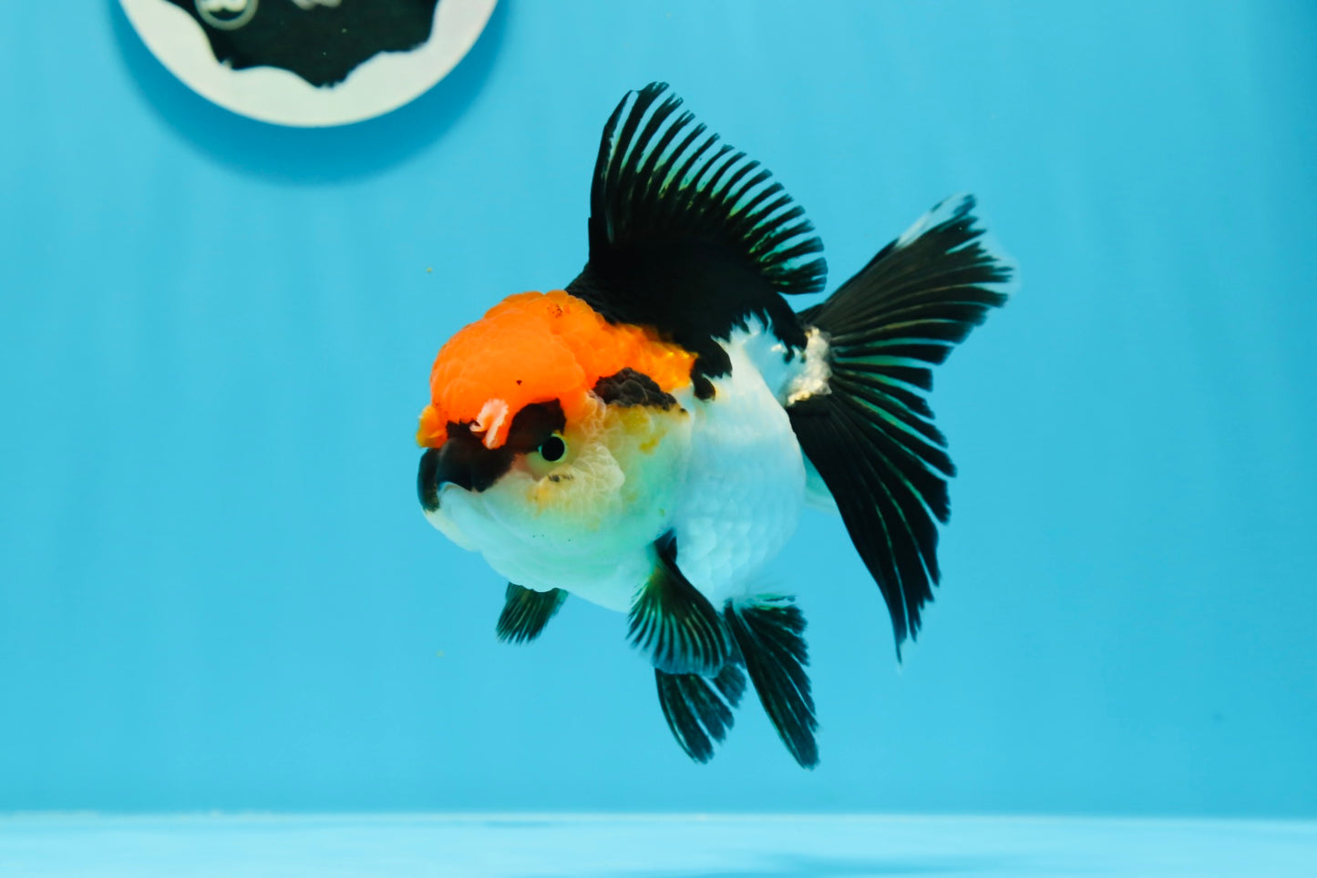 A Grade Cherry Head Tricolor Oranda Female 4.5-5 inches #0614OR_22