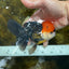 A Grade Tricolor Oranda Male 5-5.5 inches #090525OR_15