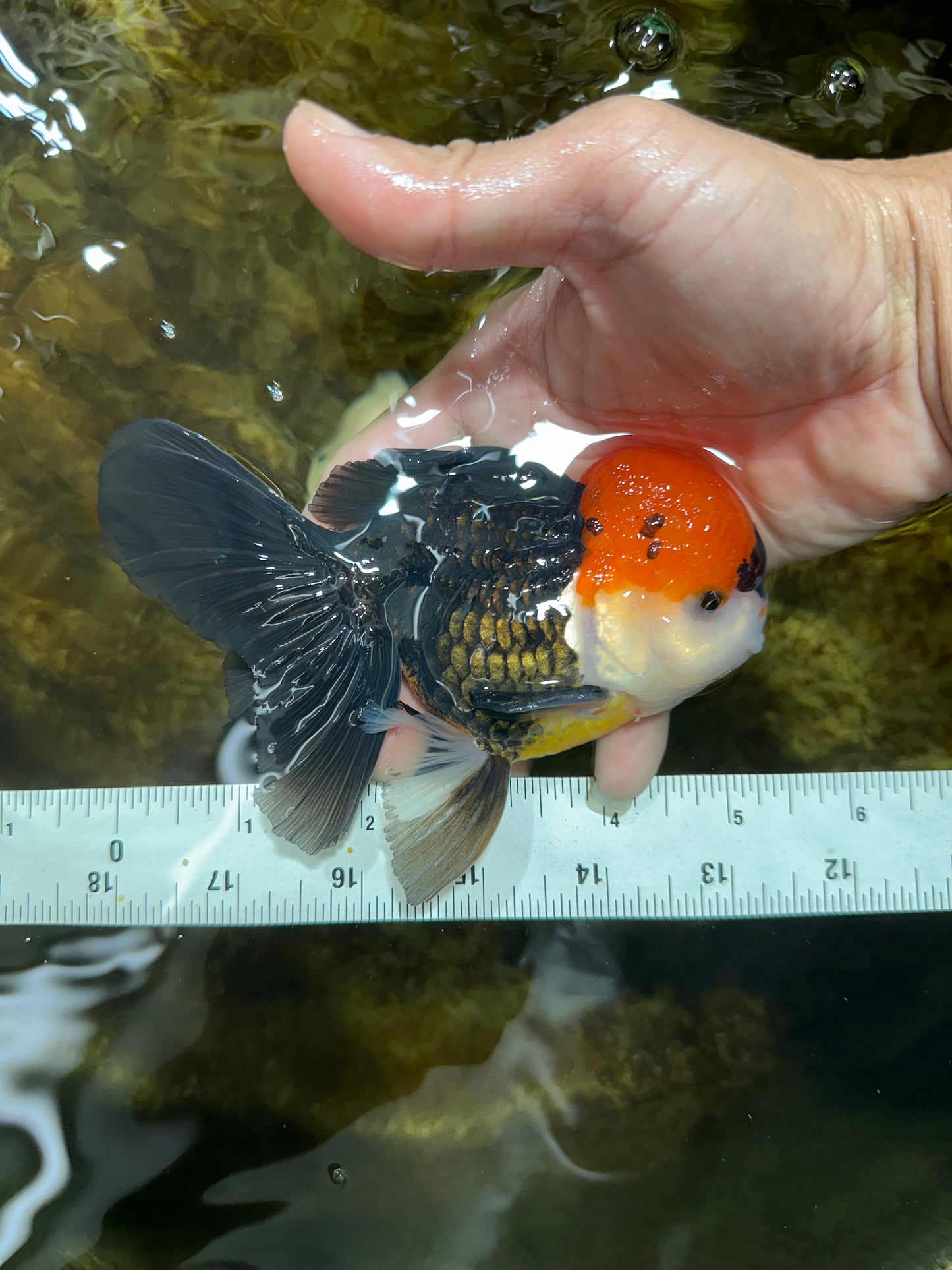 A Grade Tricolor Oranda Male 5-5.5 inches #090525OR_15