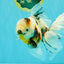 UNIQUE A Grade Calico Oranda Male 6.5 inches #082826OR_06