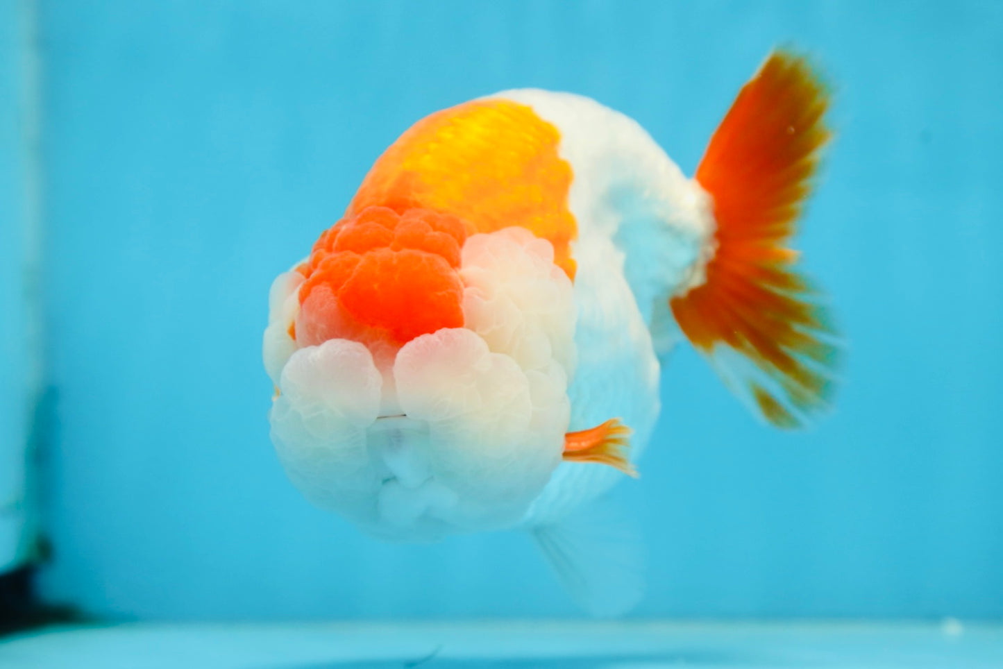 A Grade Red White LionKing 5.5 inches #091225LC_06