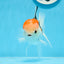 AAA Grade Tricolor Oranda Male 5 inches #0906OR_30