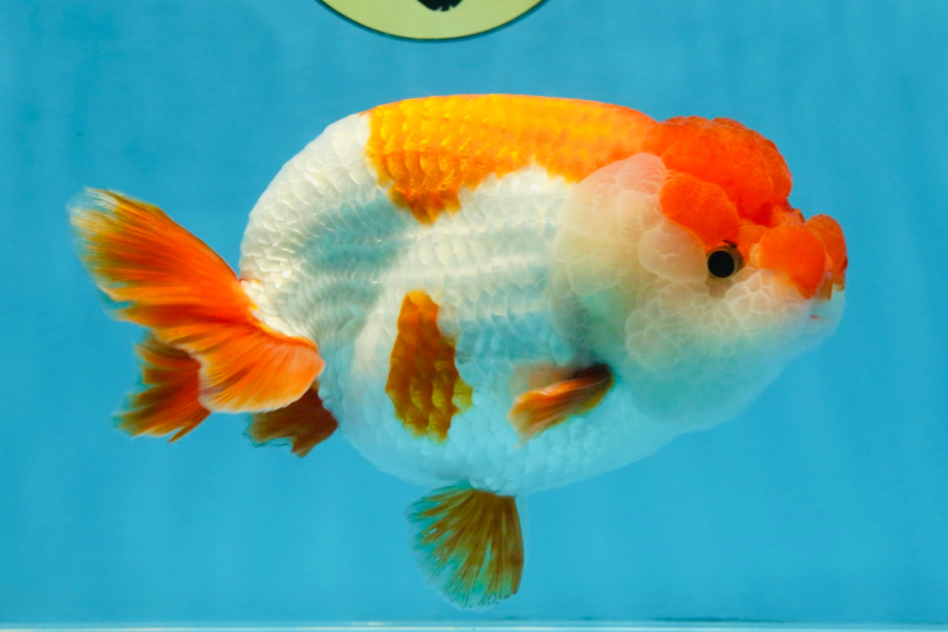 A Grade Red White LionKing 5.5-6 inches #103125LC_10