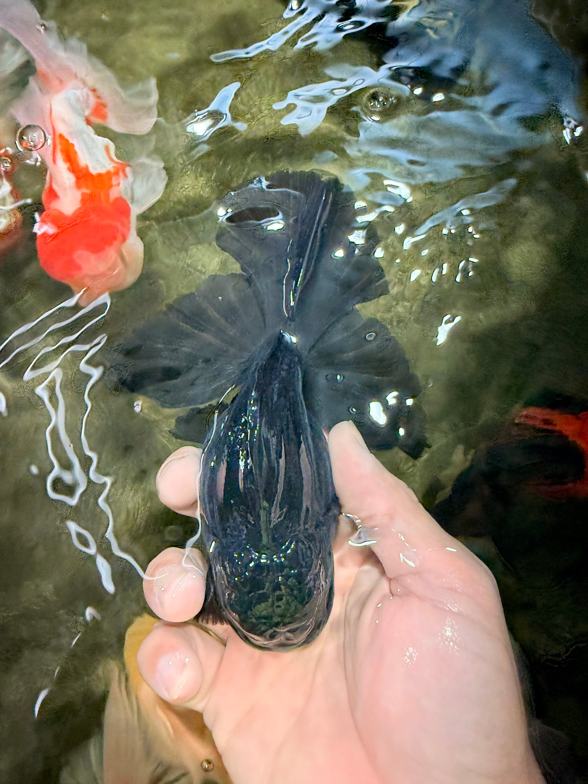 A Grade Black Oranda Male 5-5.5 inches #101626OR_02