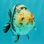 A Grade Tricolor Tiger Ranchu Female 4 inches #061926RC_11