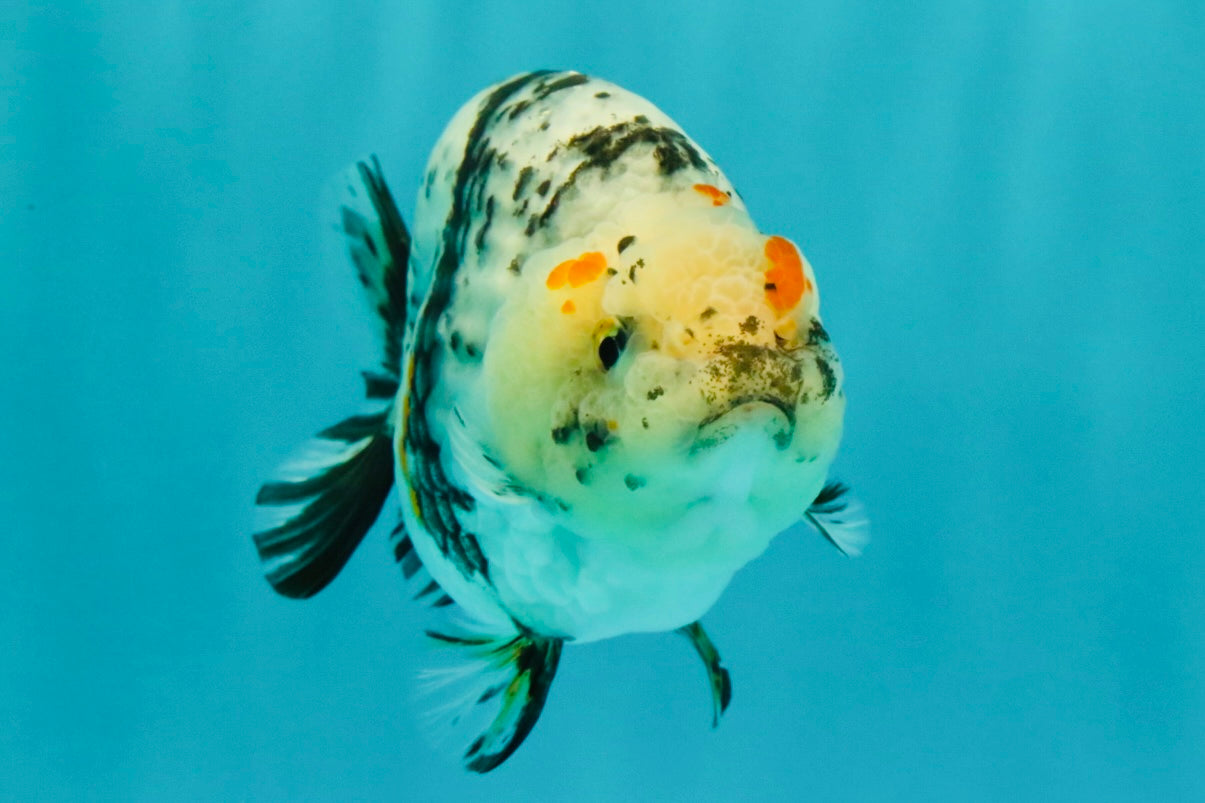 A Grade Tricolor Tiger Ranchu Female 4 inches #061926RC_11