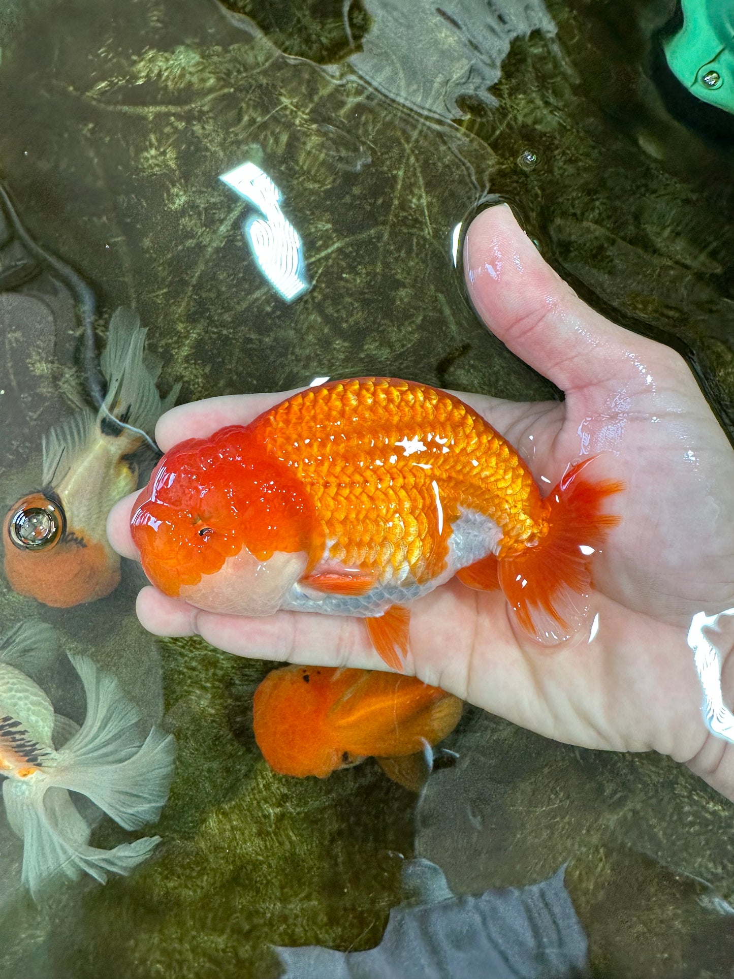 Red White Lionchu Male 4.5-5 inches #070425LC_11