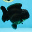 TOOTHLESS A Grade Black Yuanbao Male 4.5 inches #101725YB_32