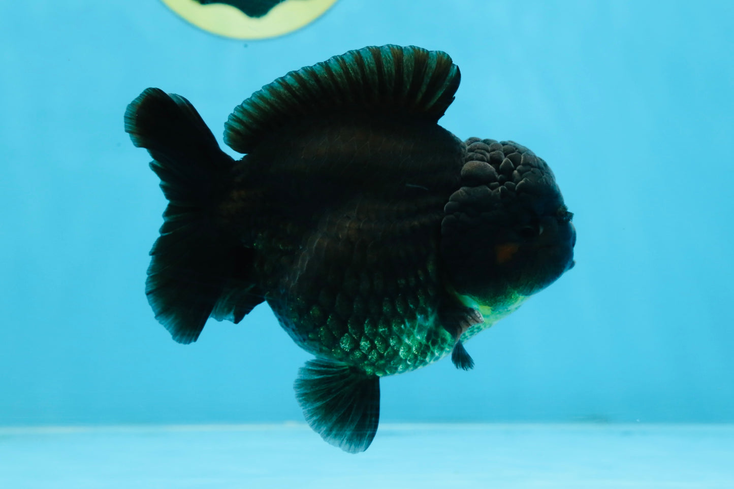 TOOTHLESS A Grade Black Yuanbao Male 4.5 inches #101725YB_32